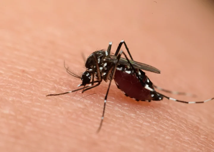 mosquito de Dengue