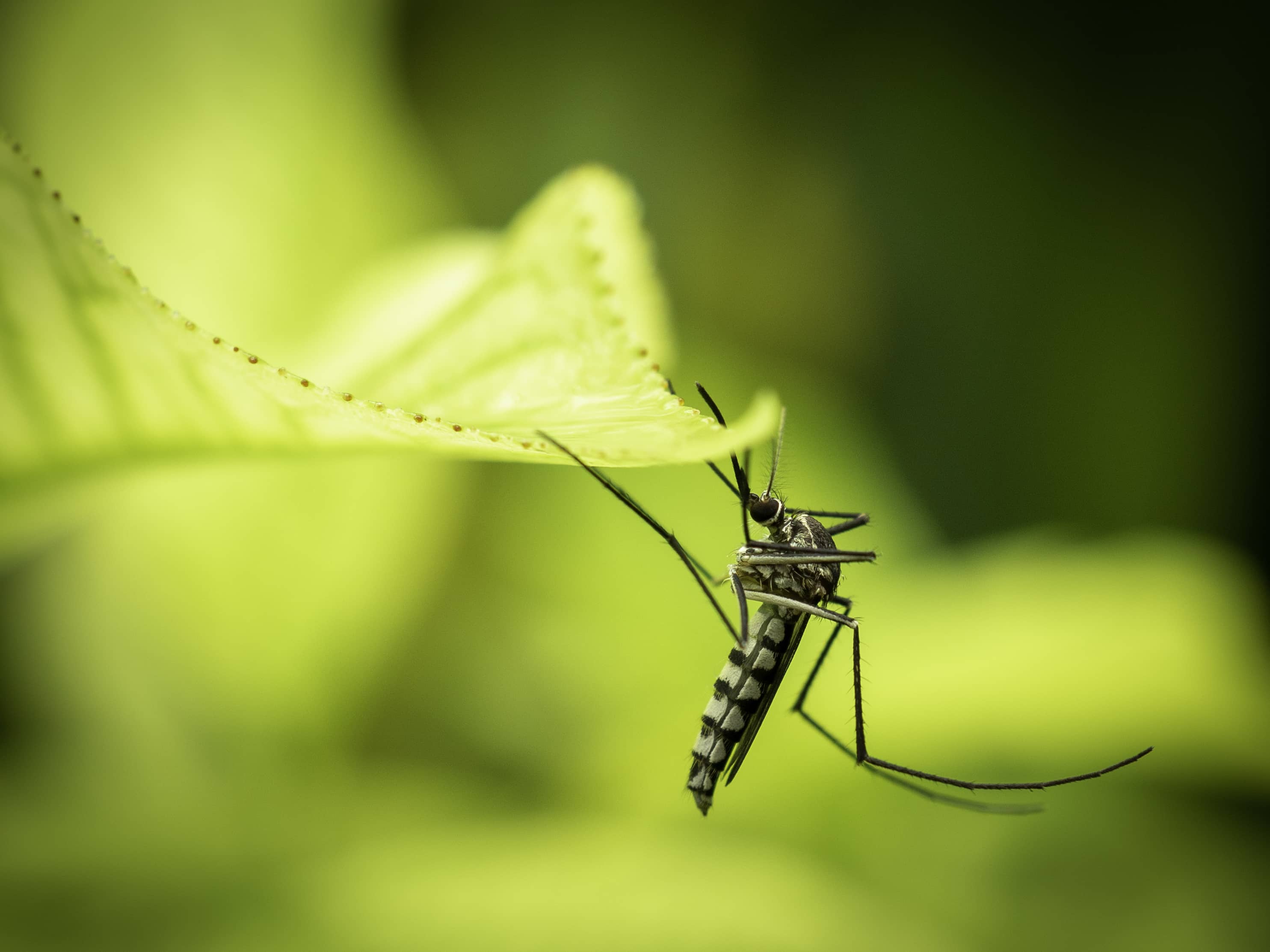 Mosquito Aedes aegypti trasmisor del virus chikungunya