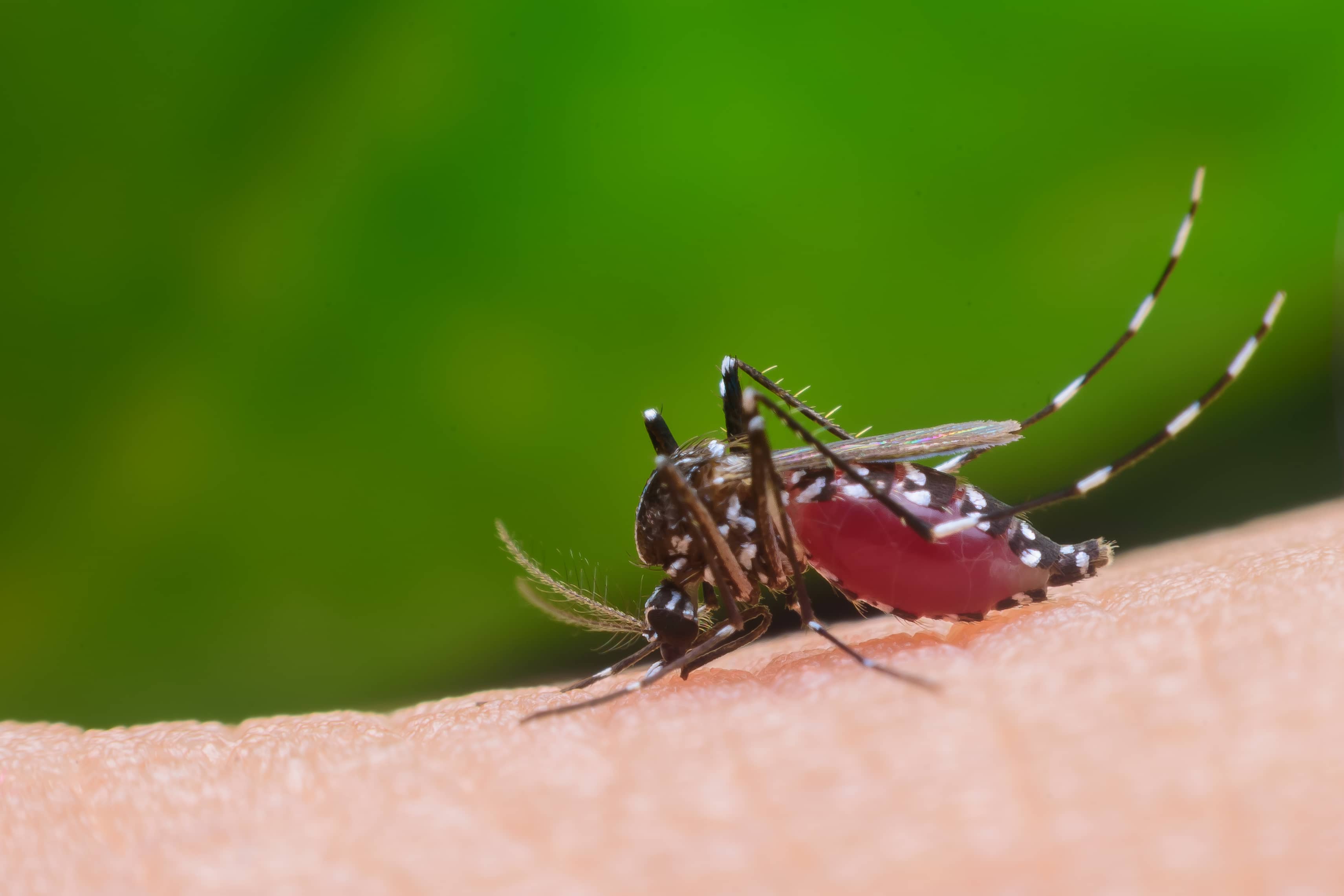 Mosquito aedes agypty picando piel humana
